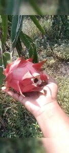Dragon fruit